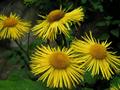 Inula helenium